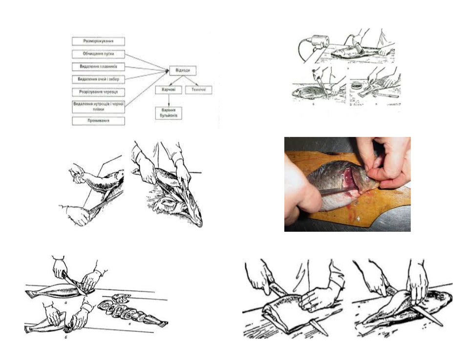 Дистанційні уроки виробничого навчання. by Світлана Куца - Illustrated by Ознайомлення із закладом ресторанного господарства. - Ourboox.com
