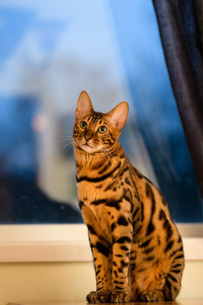 Кошки.Загадочный мир. by LoraBris - Ourboox.com