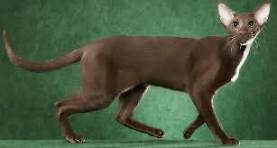 Кошки.Загадочный мир. by LoraBris - Ourboox.com