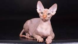 Кошки.Загадочный мир. by LoraBris - Ourboox.com