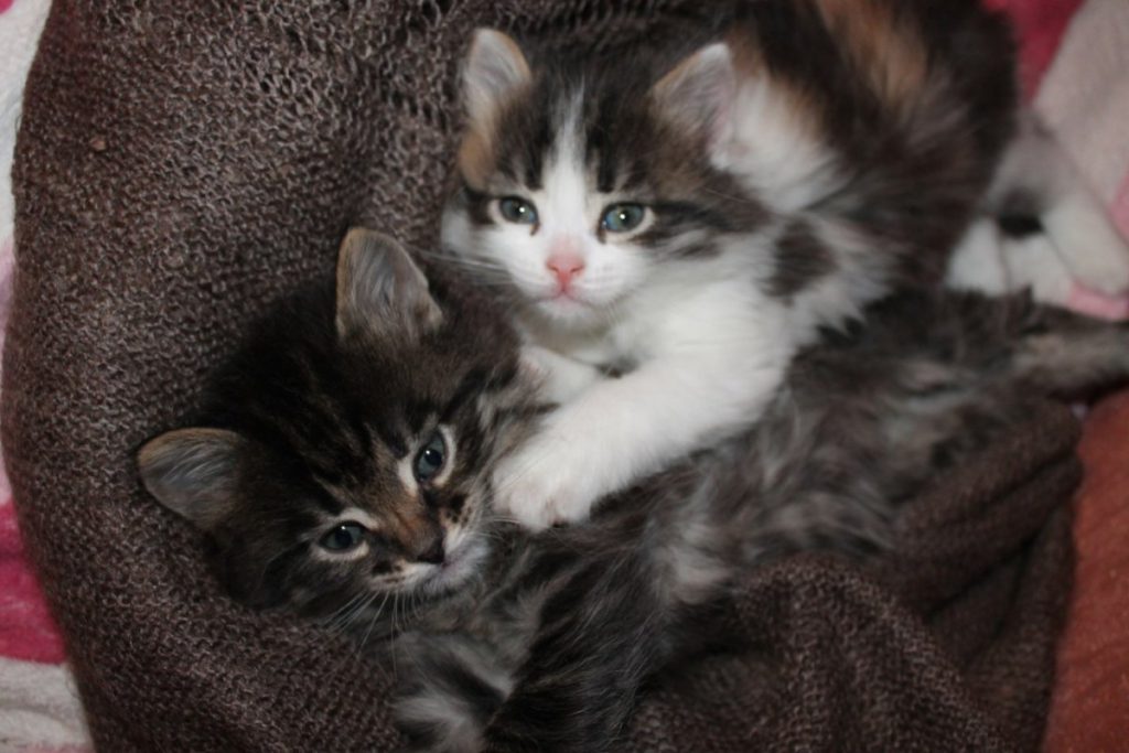 Кошки.Загадочный мир. by LoraBris - Ourboox.com