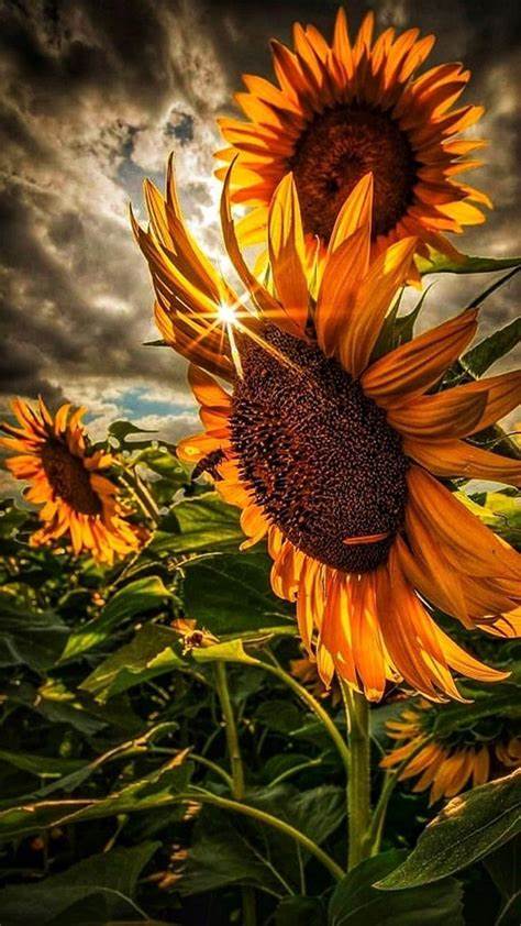 МОДУЛЬНО-КОМПЕТЕНТІСНИЙ ПІДХІД ДО ПІДГОТОВКИ КВАЛІФІКОВАНИХ РОБІТНИКІВ НА УРОКАХ СПЕЦДИСЦИПЛІН by Peleh Oksana - Illustrated by Пелех Оксана Богданівна викладач спецдисциплін вищої категорії ДНЗ Погірцівське ВПУ - Ourboox.com