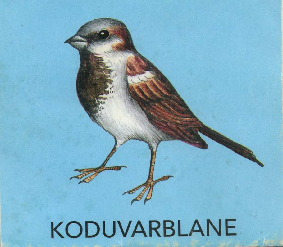 MEIE LINNUD by Mare Müürsepp - Illustrated by Koolibri kirjastuse õppevahend Esimene kooliraamat - Ourboox.com