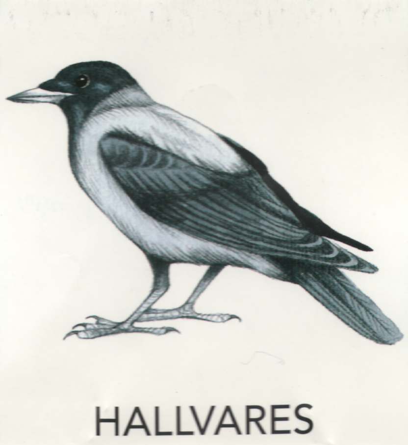 MEIE LINNUD by Mare Müürsepp - Illustrated by Koolibri kirjastuse õppevahend Esimene kooliraamat - Ourboox.com