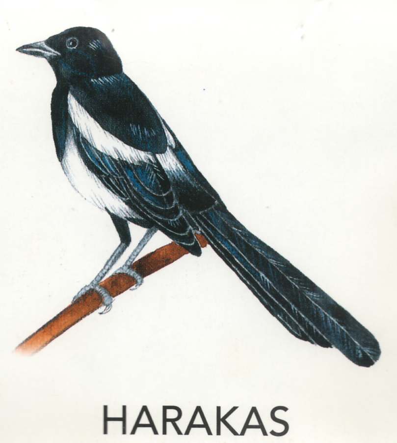 MEIE LINNUD by Mare Müürsepp - Illustrated by Koolibri kirjastuse õppevahend Esimene kooliraamat - Ourboox.com