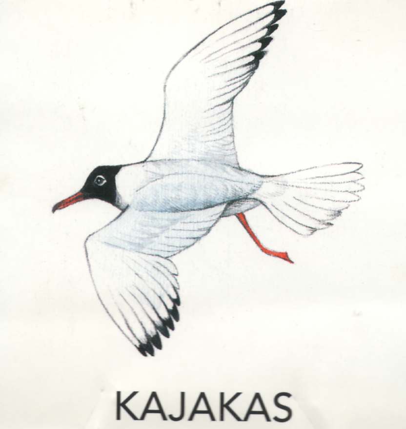 MEIE LINNUD by Mare Müürsepp - Illustrated by Koolibri kirjastuse õppevahend Esimene kooliraamat - Ourboox.com