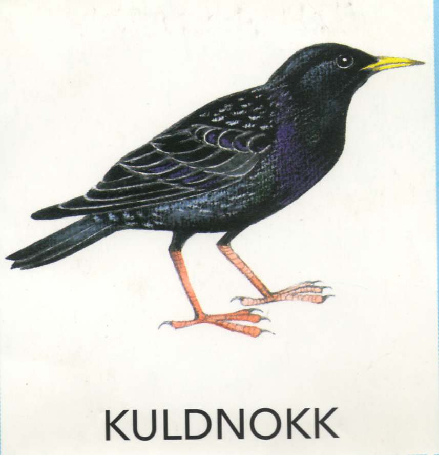 MEIE LINNUD by Mare Müürsepp - Illustrated by Koolibri kirjastuse õppevahend Esimene kooliraamat - Ourboox.com