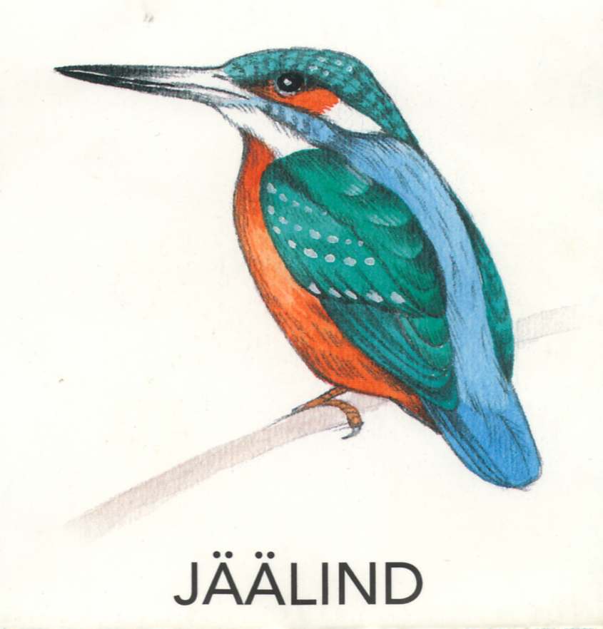 MEIE LINNUD by Mare Müürsepp - Illustrated by Koolibri kirjastuse õppevahend Esimene kooliraamat - Ourboox.com