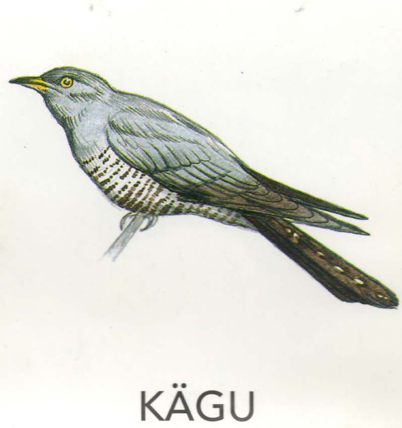 MEIE LINNUD by Mare Müürsepp - Illustrated by Koolibri kirjastuse õppevahend Esimene kooliraamat - Ourboox.com