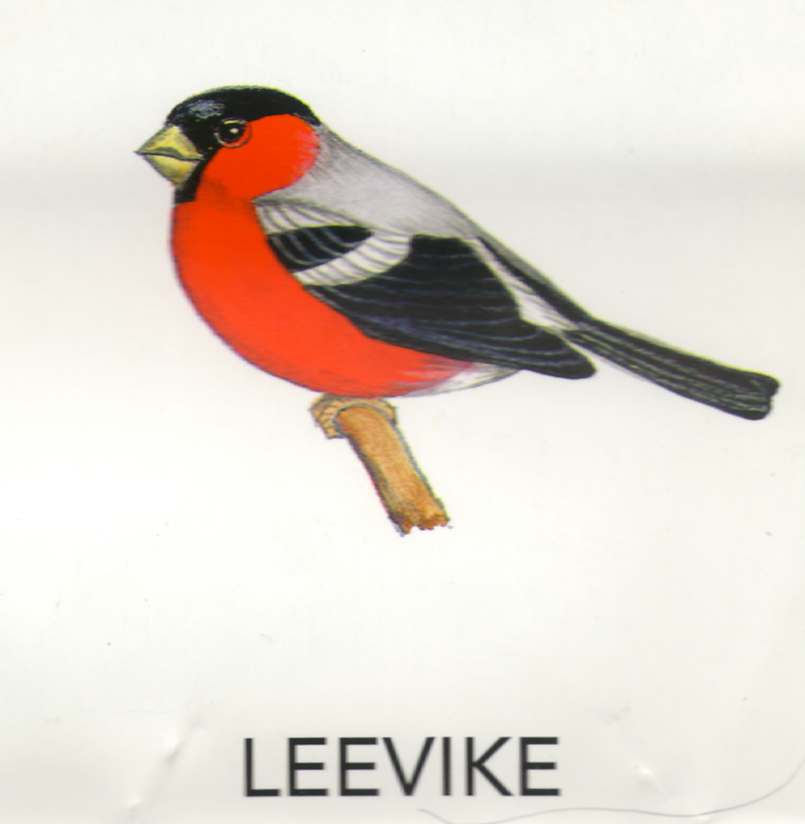 MEIE LINNUD by Mare Müürsepp - Illustrated by Koolibri kirjastuse õppevahend Esimene kooliraamat - Ourboox.com