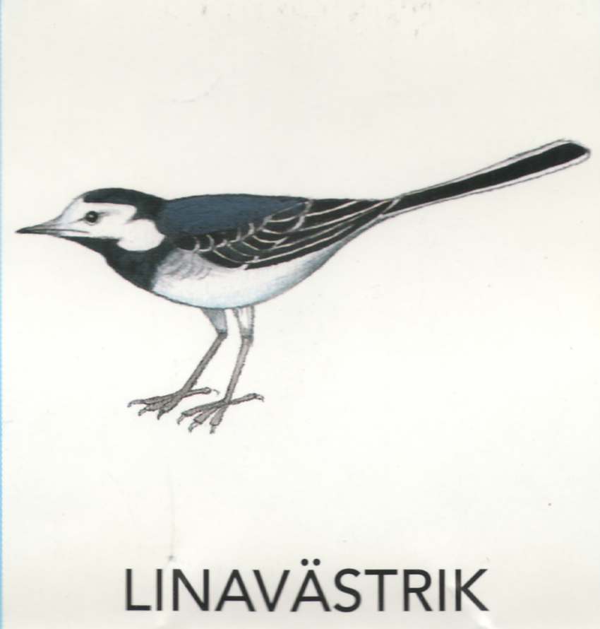 MEIE LINNUD by Mare Müürsepp - Illustrated by Koolibri kirjastuse õppevahend Esimene kooliraamat - Ourboox.com