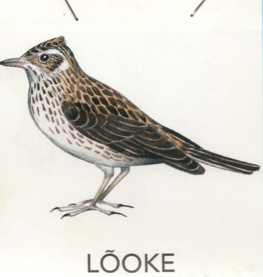 MEIE LINNUD by Mare Müürsepp - Illustrated by Koolibri kirjastuse õppevahend Esimene kooliraamat - Ourboox.com