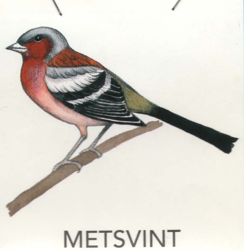 MEIE LINNUD by Mare Müürsepp - Illustrated by Koolibri kirjastuse õppevahend Esimene kooliraamat - Ourboox.com