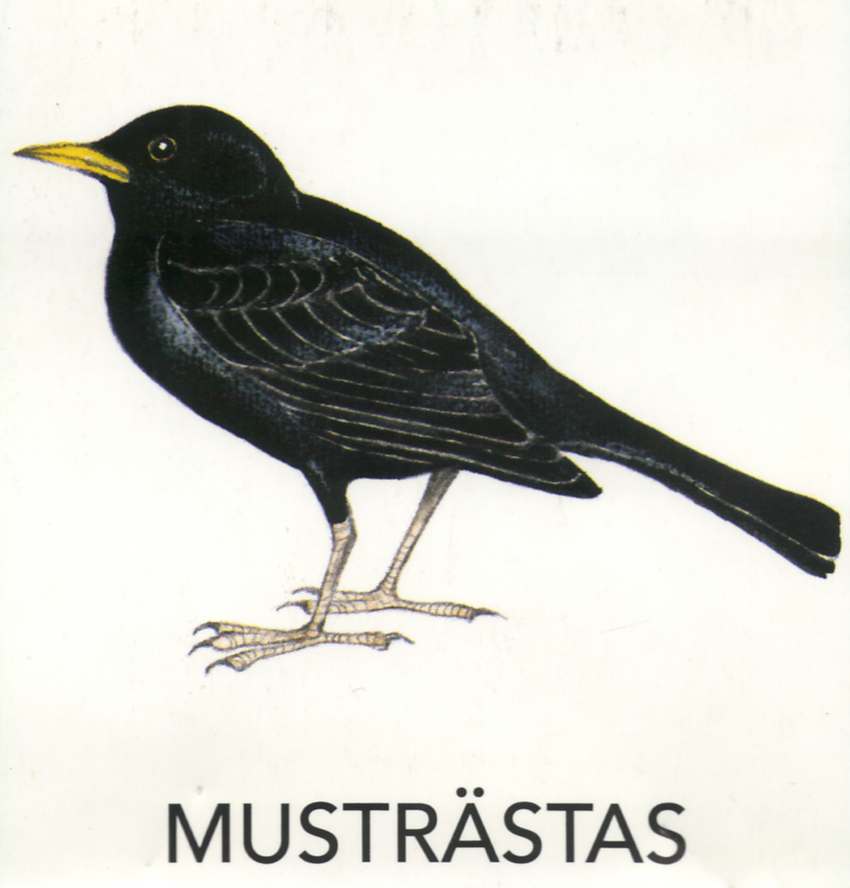 MEIE LINNUD by Mare Müürsepp - Illustrated by Koolibri kirjastuse õppevahend Esimene kooliraamat - Ourboox.com