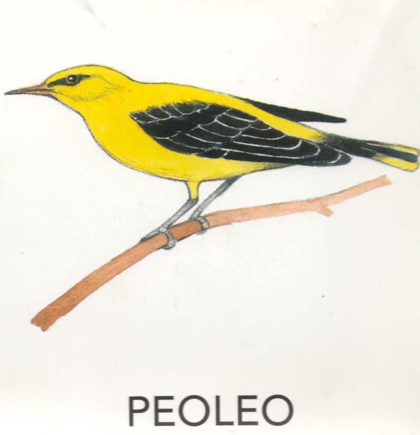 MEIE LINNUD by Mare Müürsepp - Illustrated by Koolibri kirjastuse õppevahend Esimene kooliraamat - Ourboox.com