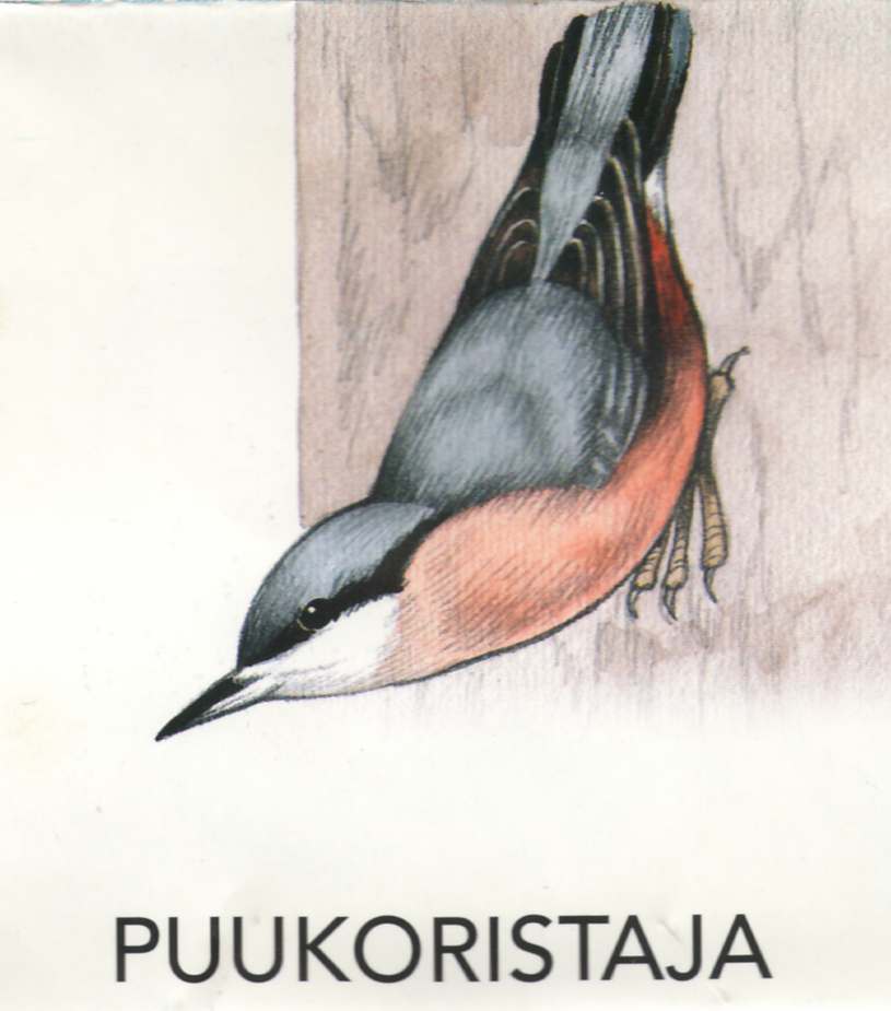 MEIE LINNUD by Mare Müürsepp - Illustrated by Koolibri kirjastuse õppevahend Esimene kooliraamat - Ourboox.com