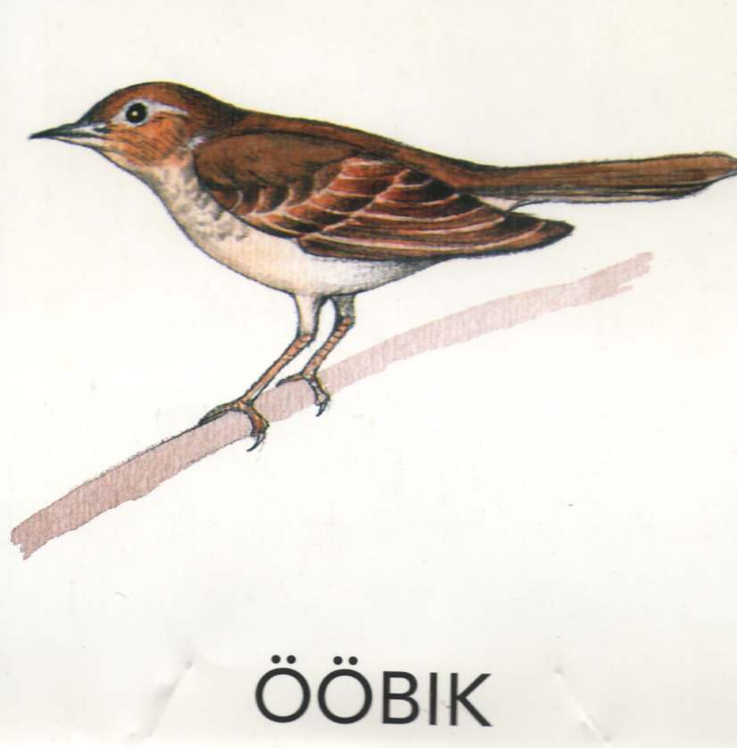 MEIE LINNUD by Mare Müürsepp - Illustrated by Koolibri kirjastuse õppevahend Esimene kooliraamat - Ourboox.com