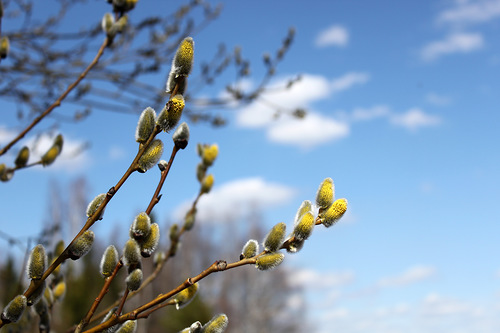 .Весна іде, красу несе by Вікторія Троценко - Ourboox.com
