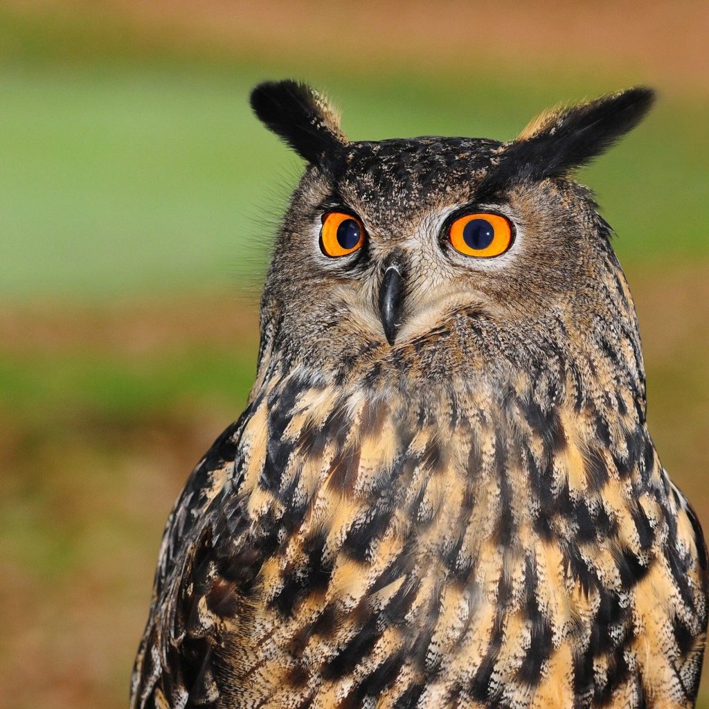 الأحرف العربية by AR - Ourboox.com