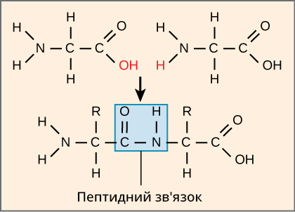 Білки by Natascha - Ourboox.com