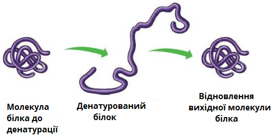 Білки by Natascha - Ourboox.com