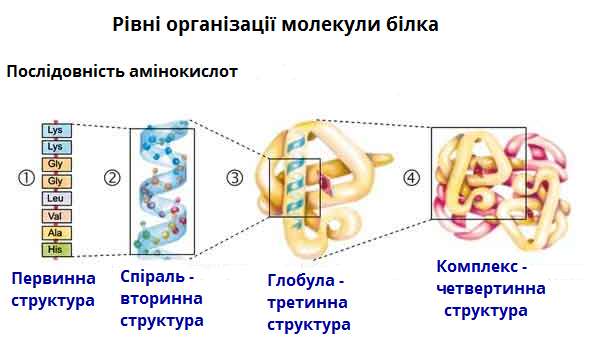 Білки by Natascha - Ourboox.com