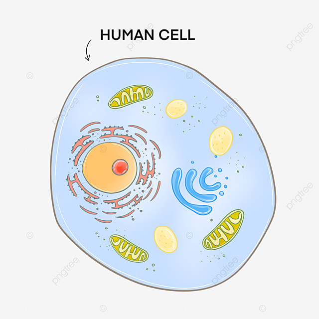 بيولوجيا الخلية by Taqwa - Illustrated by Taqwa Mare - Ourboox.com