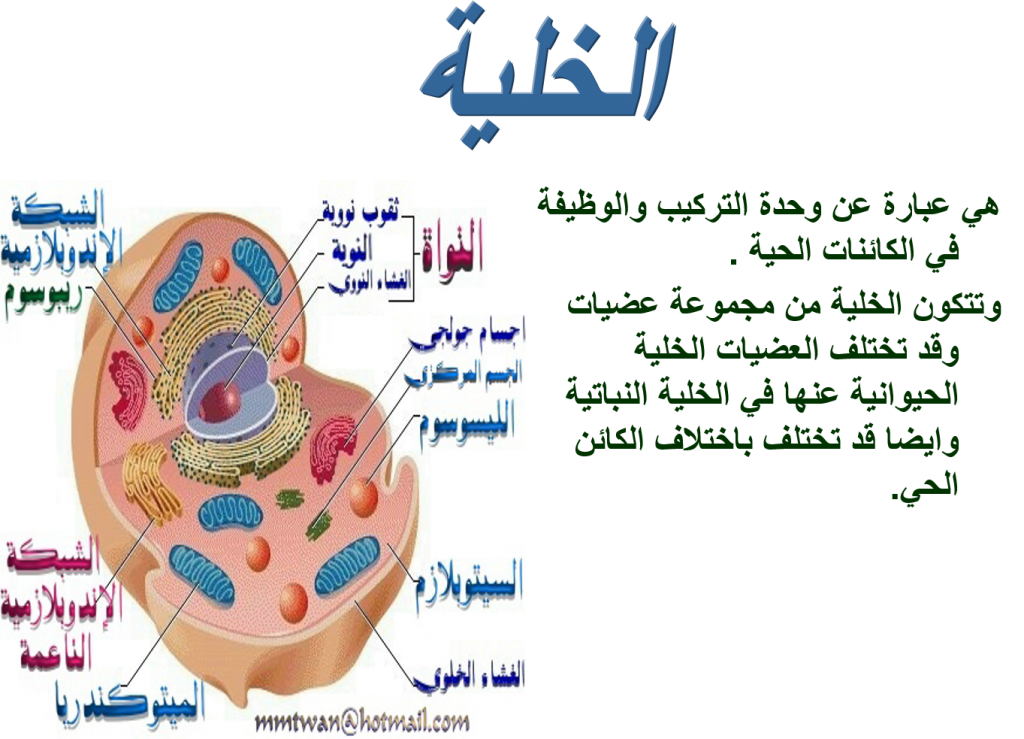 بيولوجيا الخلية by Taqwa - Illustrated by Taqwa Mare - Ourboox.com