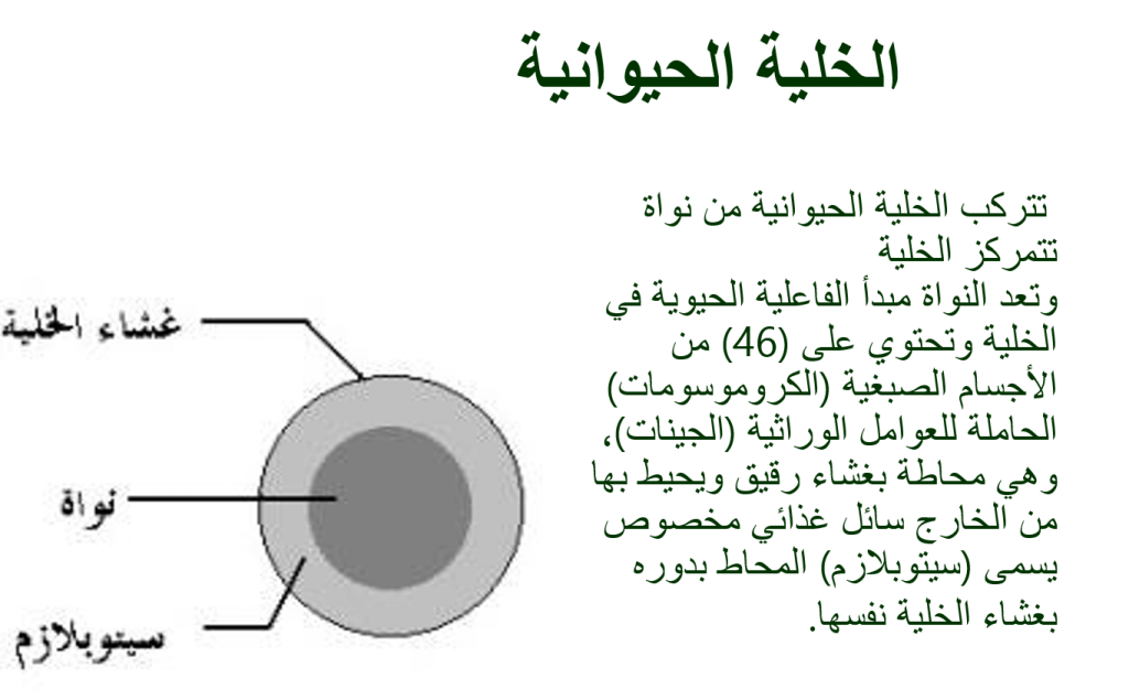 بيولوجيا الخلية by Taqwa - Illustrated by Taqwa Mare - Ourboox.com