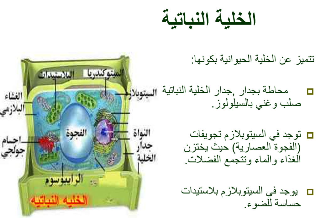 بيولوجيا الخلية by Taqwa - Illustrated by Taqwa Mare - Ourboox.com