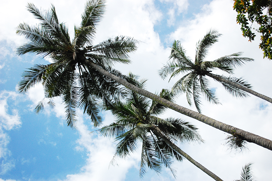 Сінгапур by Svitlana Kovryga - Illustrated by Світлана Коврига - Ourboox.com