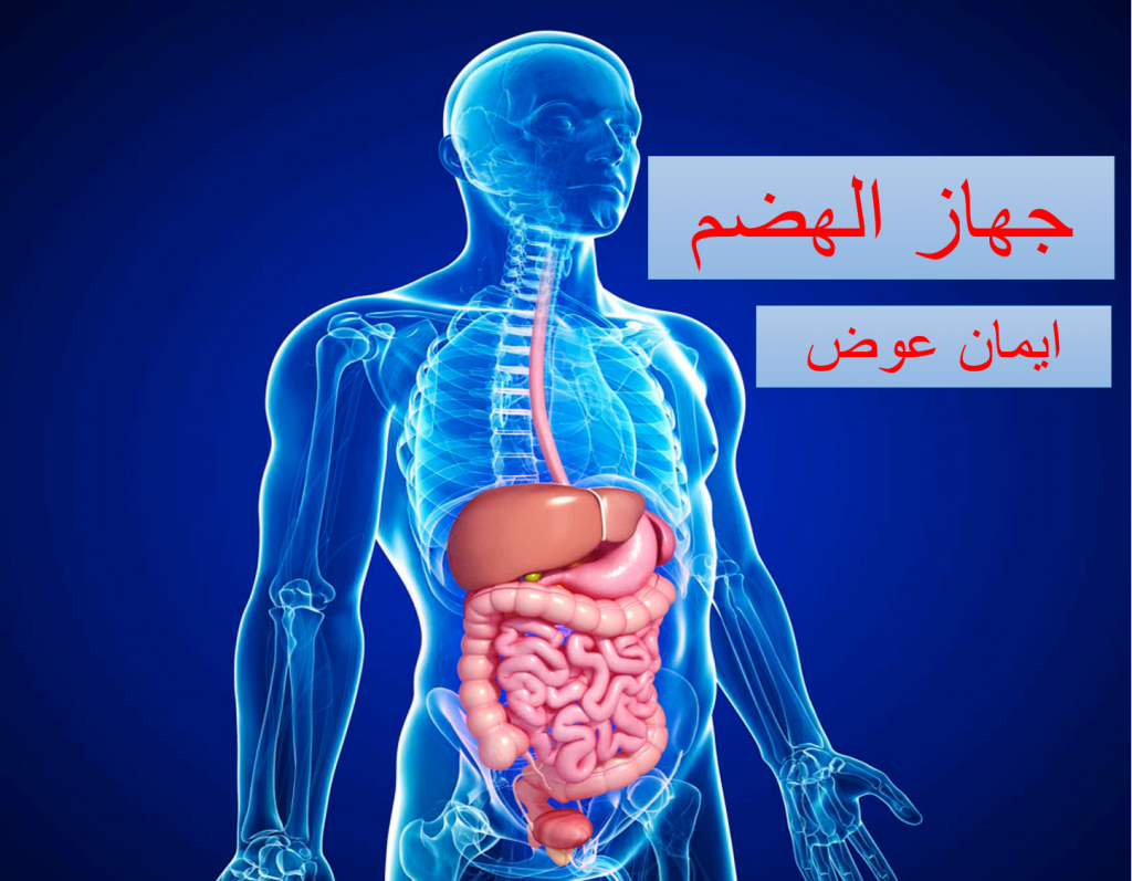 كراسة العلوم – جهاز الهضم by EMAN - Illustrated by ايمان عوض  - Ourboox.com