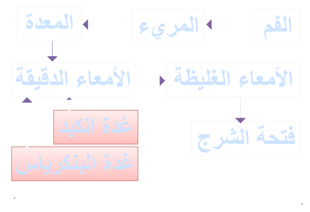 كراسة العلوم – جهاز الهضم by EMAN - Illustrated by ايمان عوض - Ourboox.com