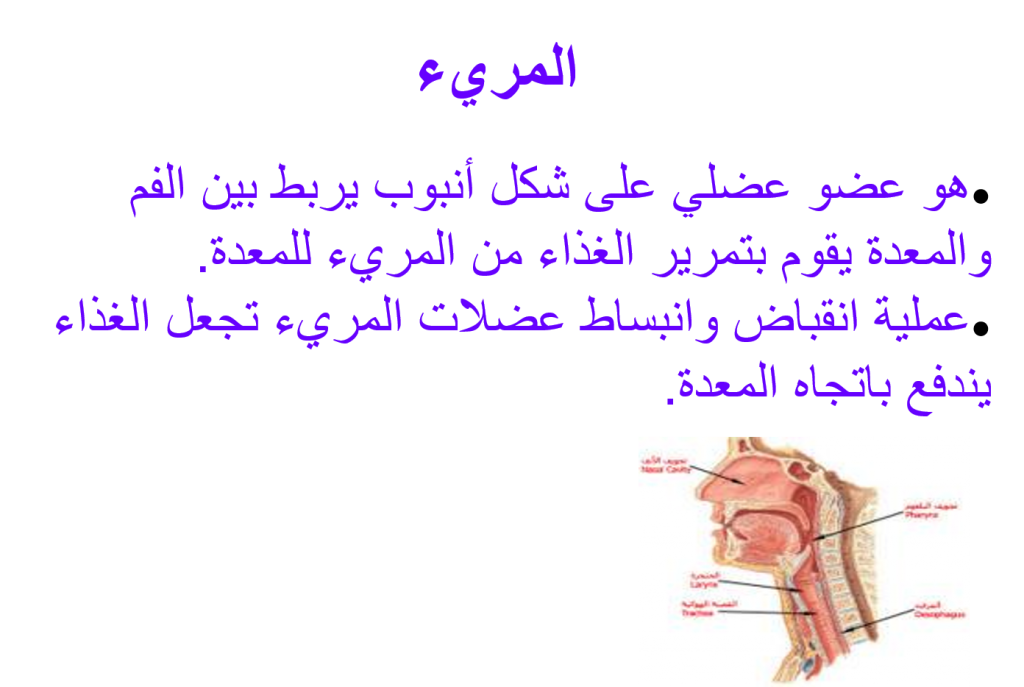 كراسة العلوم – جهاز الهضم by EMAN - Illustrated by ايمان عوض - Ourboox.com