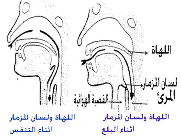 كراسة العلوم – جهاز الهضم by EMAN - Illustrated by ايمان عوض - Ourboox.com
