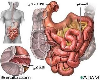 كراسة العلوم – جهاز الهضم by EMAN - Illustrated by ايمان عوض - Ourboox.com