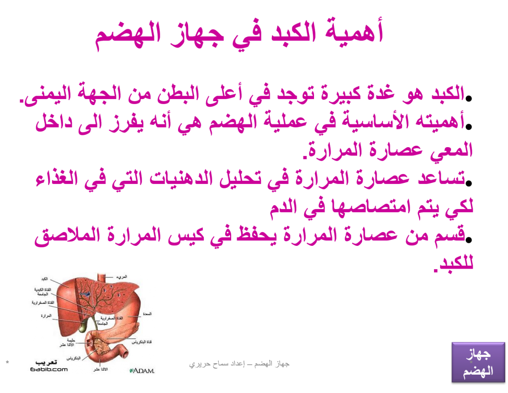 كراسة العلوم – جهاز الهضم by EMAN - Illustrated by ايمان عوض - Ourboox.com