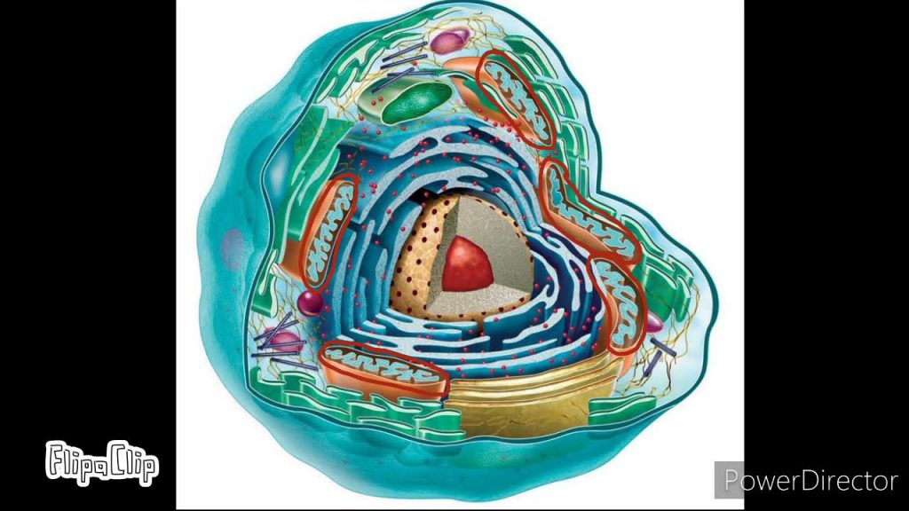 Строение эукариотической клетки by Anastasia Shushakova - Illustrated by Кулагина Ева, Шушакова Анастасия - Ourboox.com