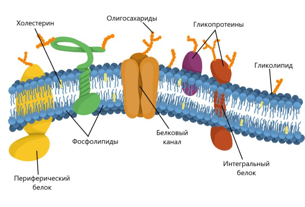 Строение эукариотической клетки by Anastasia Shushakova - Illustrated by Кулагина Ева, Шушакова Анастасия - Ourboox.com