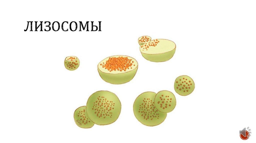 Строение эукариотической клетки by Anastasia Shushakova - Illustrated by Кулагина Ева, Шушакова Анастасия - Ourboox.com