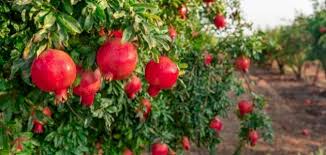 الاشجار حول بستاننا by sanaa zireni - Ourboox.com