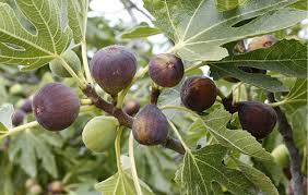 الاشجار حول بستاننا by sanaa zireni - Ourboox.com