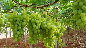 الاشجار حول بستاننا by sanaa zireni - Ourboox.com