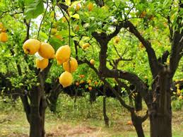 الاشجار حول بستاننا by sanaa zireni - Ourboox.com