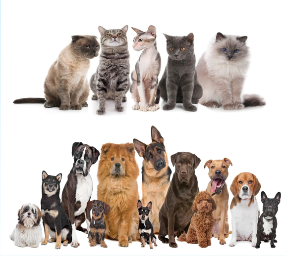 الأنظمة البيئية by nora sh - Illustrated by  المعلمة نورا شبلي  - Ourboox.com