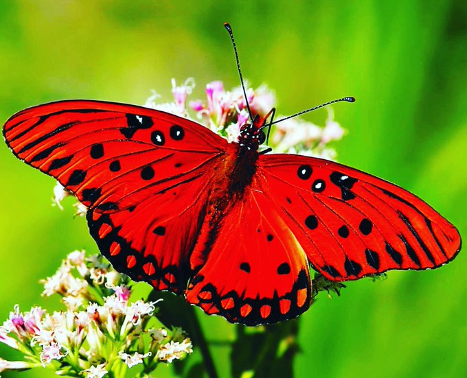 كتاب الحواس by jana omariyah - Illustrated by الفراشات الثلاث - Ourboox.com