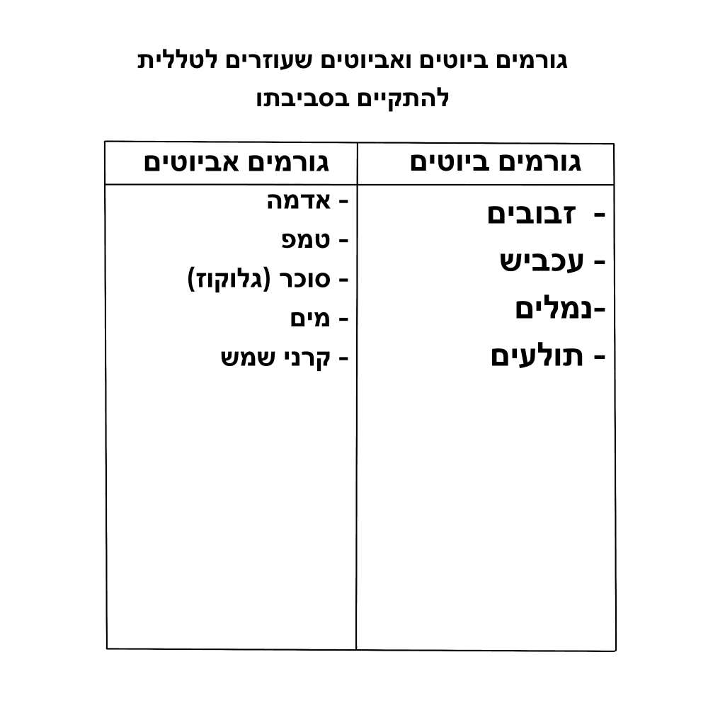 צמח טורף by Roni Mulay - Illustrated by רוני מולאי ומיאה פוקס  - Ourboox.com