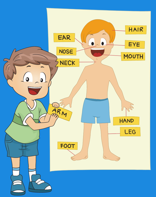 body parts by Yosef Elbedour - Ourboox.com