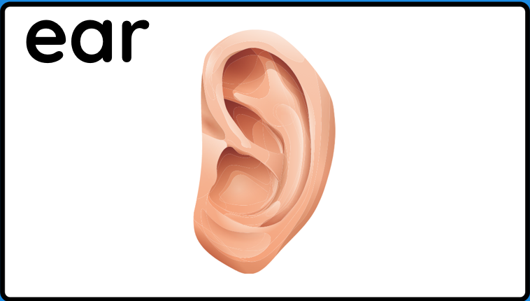 body parts by Yosef Elbedour - Ourboox.com