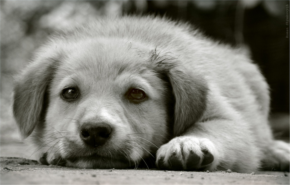 Словник “Лісова пісня” by Oleksandr - Ourboox.com